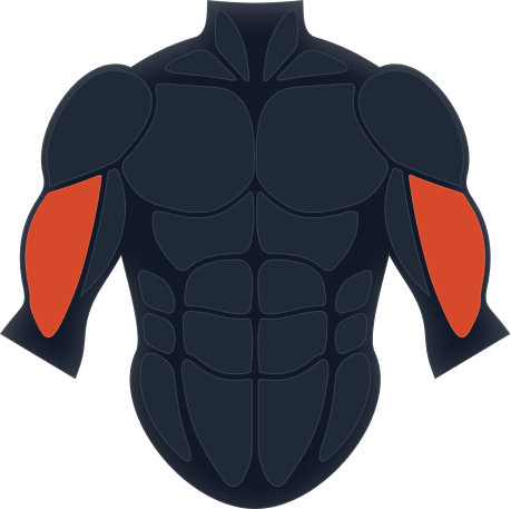 Biceps muscle group