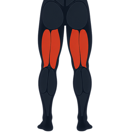Hamstrings muscles
