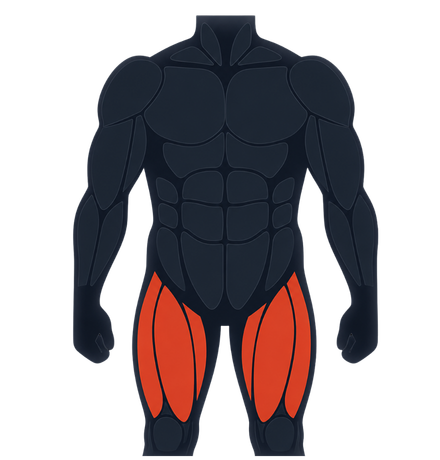 Quadriceps muscle group